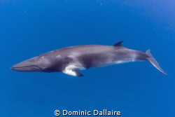 A shy Dwarf Minke Whale swimming in clear blue water ! by Dominic Dallaire 